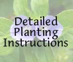 Planting Instructions