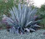 Agave, Agave Americana